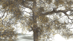 EVERYPlant English Oak 3 --15 Models--
