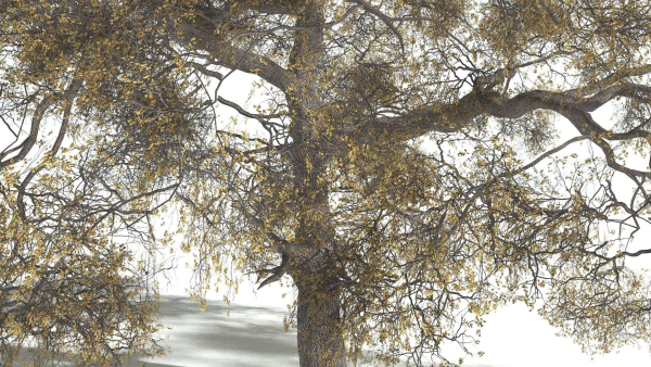 EVERYPlant English Oak 3 --15 Models--