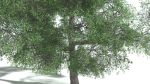 EVERYPlant English Oak 3 --15 Models--