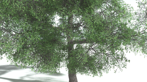 EVERYPlant English Oak 3 --15 Models--