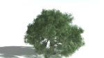 EVERYPlant English Oak 5 --15 Models--