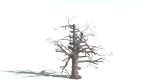 EVERYPlant English Oak 5 --15 Models--