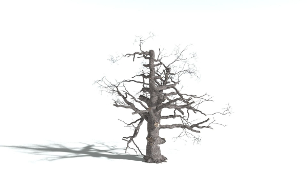 EVERYPlant English Oak 5 --15 Models--