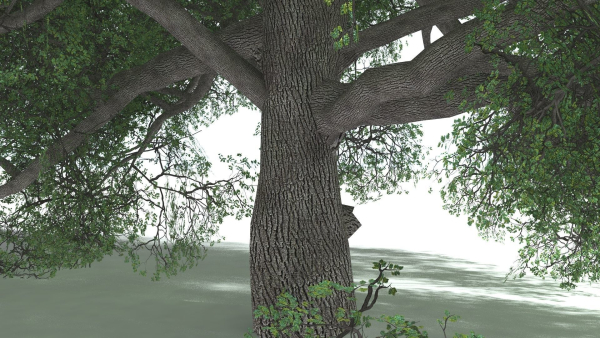 EVERYPlant English Oak 5 --15 Models--