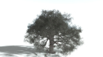 EVERYPlant English Oak 5 --15 Models--