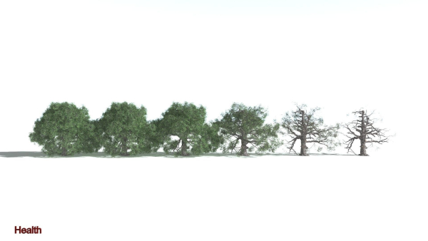 EVERYPlant English Oak 5 --15 Models--