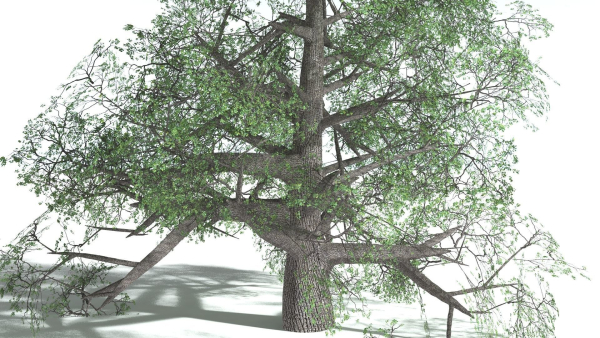 EVERYPlant English Oak 5 --15 Models--