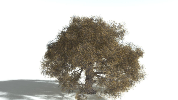 EVERYPlant English Oak 5 --15 Models--