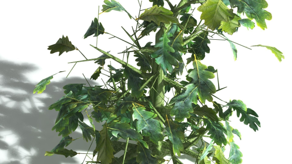 EVERYPlant English Oak 5 --15 Models--