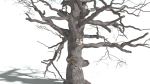 EVERYPlant English Oak 5 --15 Models--