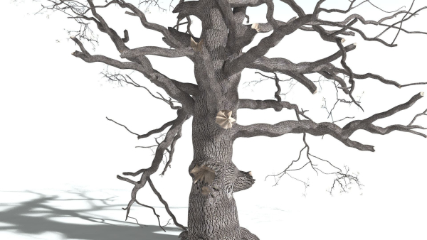 EVERYPlant English Oak 5 --15 Models--