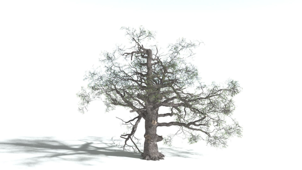 EVERYPlant English Oak 5 --15 Models--