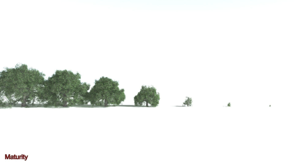 EVERYPlant English Oak 5 --15 Models--
