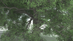 EVERYPlant English Oak 5 --15 Models--