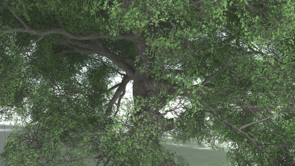 EVERYPlant English Oak 5 --15 Models--