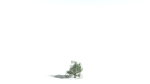 EVERYPlant English Oak 5 --15 Models--