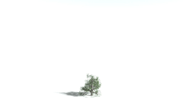 EVERYPlant English Oak 5 --15 Models--