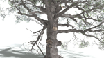 EVERYPlant English Oak 5 --15 Models--