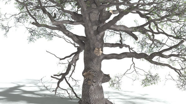 EVERYPlant English Oak 5 --15 Models--