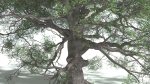 EVERYPlant English Oak 5 --15 Models--