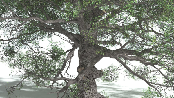 EVERYPlant English Oak 5 --15 Models--