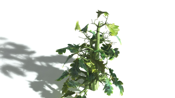 EVERYPlant English Oak 5 --15 Models--