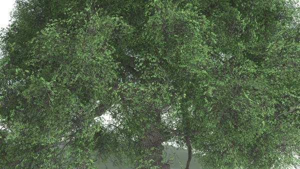 EVERYPlant English Oak 5 --15 Models--