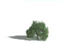 EVERYPlant English Oak 5 --15 Models--