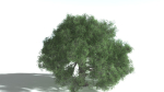 EVERYPlant English Oak 5 --15 Models--