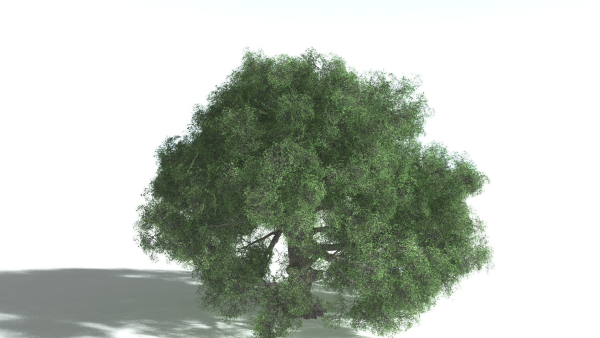 EVERYPlant English Oak 5 --15 Models--