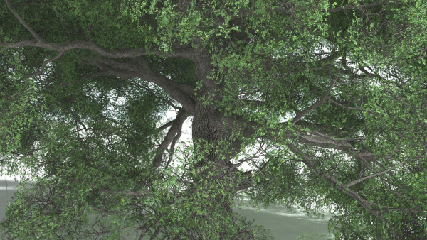 EVERYPlant English Oak 5 --15 Models--
