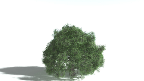 EVERYPlant English Oak 5 --15 Models--