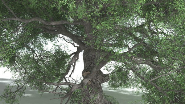 EVERYPlant English Oak 5 --15 Models--
