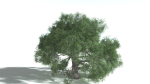 EVERYPlant English Oak 5 --15 Models--