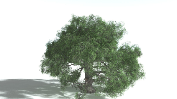 EVERYPlant English Oak 5 --15 Models--