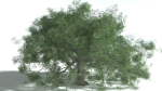 EVERYPlant English Oak 5 --15 Models--