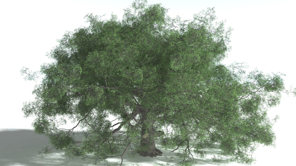 EVERYPlant English Oak 5 --15 Models--