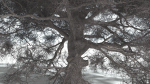 EVERYPlant English Oak 5 --15 Models--
