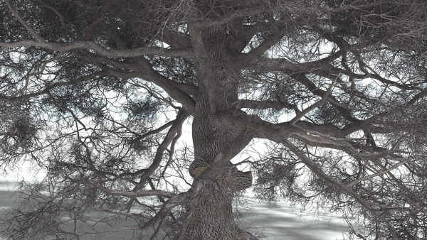 EVERYPlant English Oak 5 --15 Models--