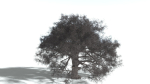 EVERYPlant English Oak 5 --15 Models--