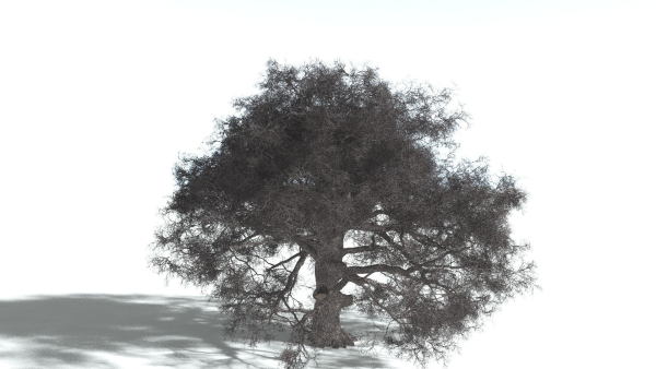 EVERYPlant English Oak 5 --15 Models--