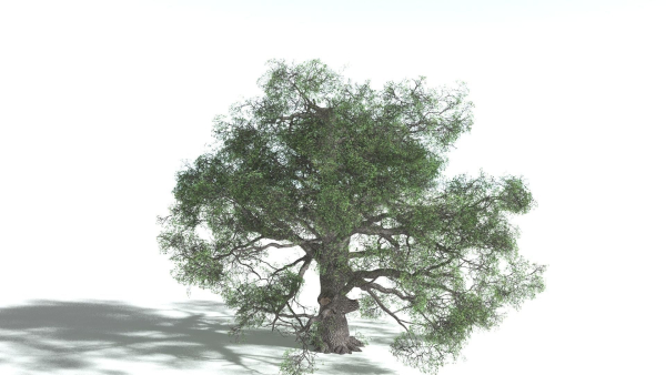 EVERYPlant English Oak 5 --15 Models--