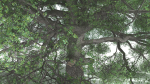 EVERYPlant English Oak 5 --15 Models--