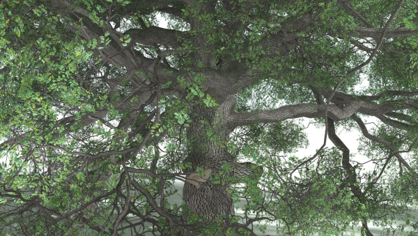 EVERYPlant English Oak 5 --15 Models--