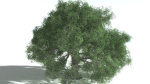EVERYPlant English Oak 5 --15 Models--