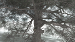 EVERYPlant English Oak 5 --15 Models--