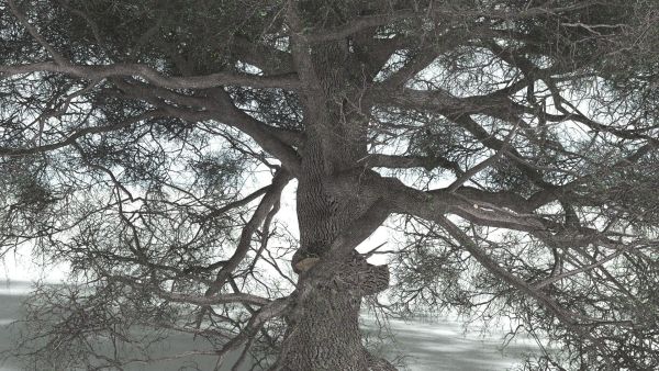 EVERYPlant English Oak 5 --15 Models--