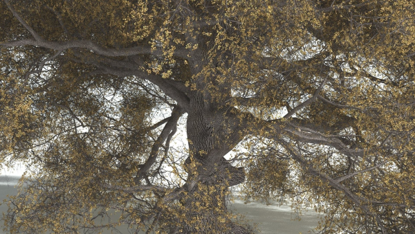 EVERYPlant English Oak 5 --15 Models--