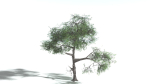 EVERYPlant English Oak LowPoly 3 --15 Models--
