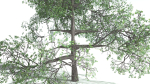 EVERYPlant English Oak LowPoly 3 --15 Models--